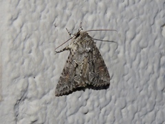 Achatia distincta