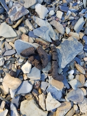 Urocyon cinereoargenteus