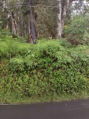 Dicranopteris linearis