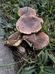 Suillus bellinii