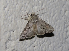Achatia distincta