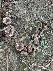 Tricholoma fracticum