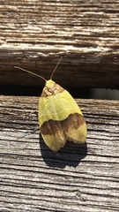 Heterallactis euchrysa