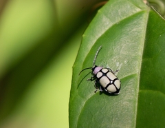 Omophoita octoguttata