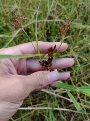 Fimbristylis dichotoma
