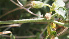 Mirabilis laevis retrorsa