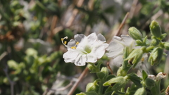 Mirabilis laevis retrorsa