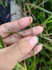 Paspalum mandiocanum