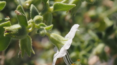 Mirabilis laevis retrorsa