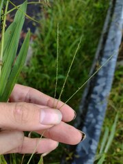 Digitaria violascens