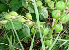 Hyacinthoides non-scripta