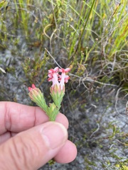 Erica ampullacea