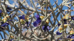 Psorothamnus spinosus