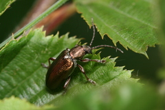Plateumaris consimilis