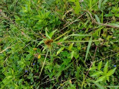 Cyperus polystachyos