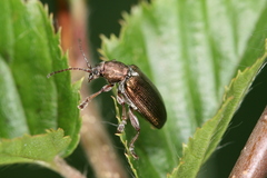 Plateumaris consimilis
