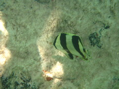 Chaetodon striatus