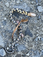 Nerodia fasciata confluens