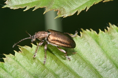 Plateumaris consimilis