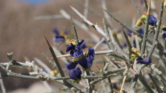 Psorothamnus spinosus