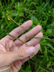 Paspalum mandiocanum