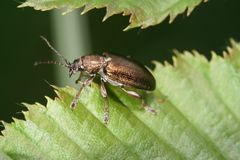 Plateumaris consimilis