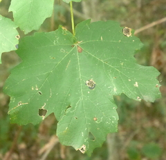 Acer opalus