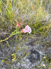 Erica ampullacea