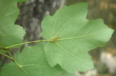 Acer opalus