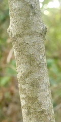 Acer opalus