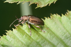 Plateumaris consimilis