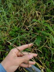 Urochloa mutica