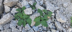 Phacelia pedicellata