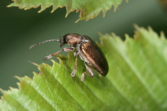 Plateumaris consimilis