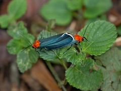 Apistosia judas