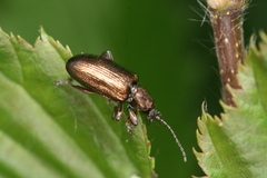 Plateumaris consimilis