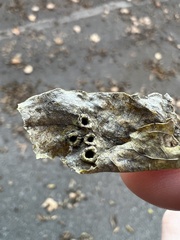 Pachypsylla celtidismamma