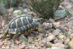 Testudo hermanni hermanni