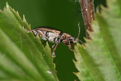 Plateumaris consimilis