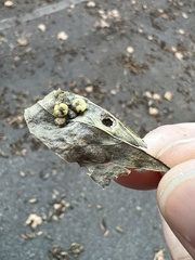Pachypsylla celtidismamma
