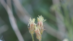 Pleurocoronis pluriseta