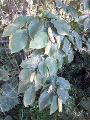 Carpinus cordata