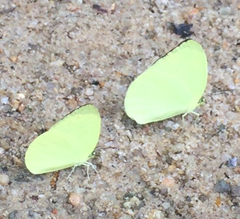 Gandaca harina distanti