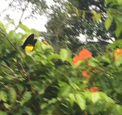 Troides helena cerberus