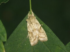 Lithophane bethunei