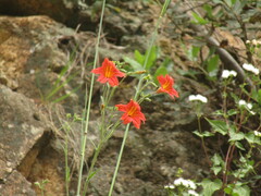 Salpiglossis sinuata