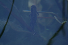 Triturus carnifex