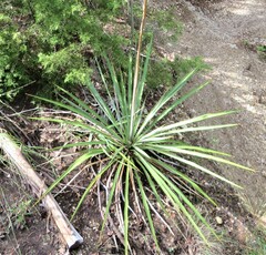 Yucca rupicola