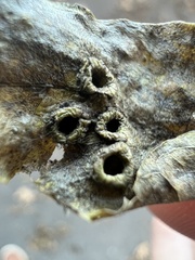 Pachypsylla celtidismamma