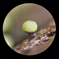 Physarum oblatum